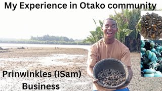 Harvesting Periwinkles Isam In Otako My Journey Into The Lucrative Periwinkle Business