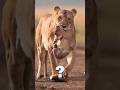 Why do lions do this to their cubs? 😱 #shorts #trending