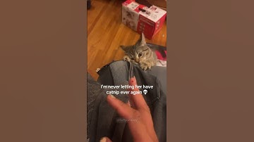 Cat goes crazy after catnip – Hilarious!#cat #catsoftiktok #catlover #funny #funnyvideos #foryou