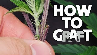 How To Graft Weed Onto Cannabis Grafting Marijuana Tutorial Multiple Strains On One Plant