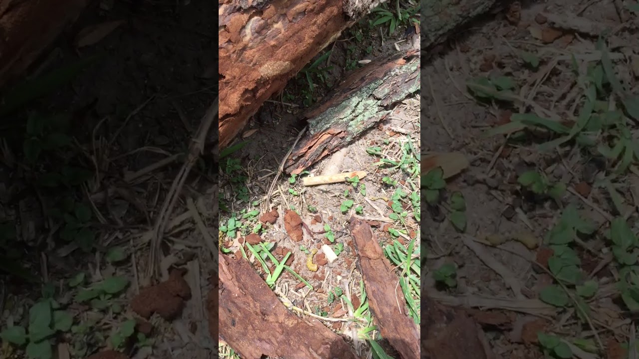 Worm find 