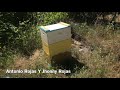 Apicultura de Punta - Desarrollando abejas con jarabe