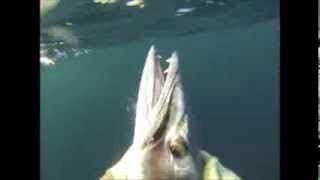 Pesca Submarina, Barracuda (Picua) Isla de Margarita