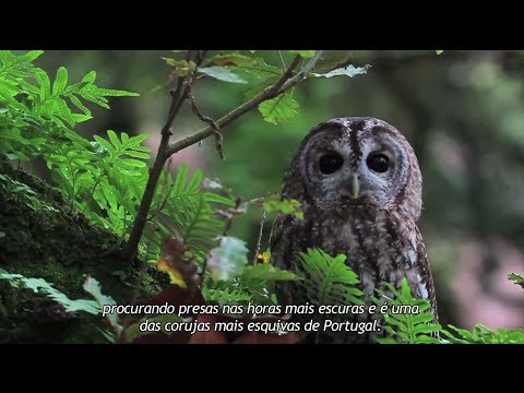 Vídeo: Biodiversidade Na Cidade