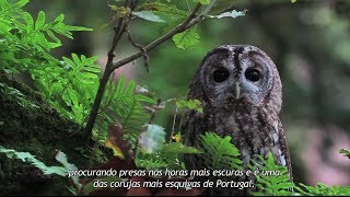 Documentário - Portugal Terra - A Natureza Em Portugal Hd