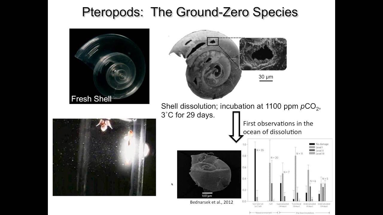 POET Webinar - Ocean Acidification: Is the Sky Really Falling 2-28-13