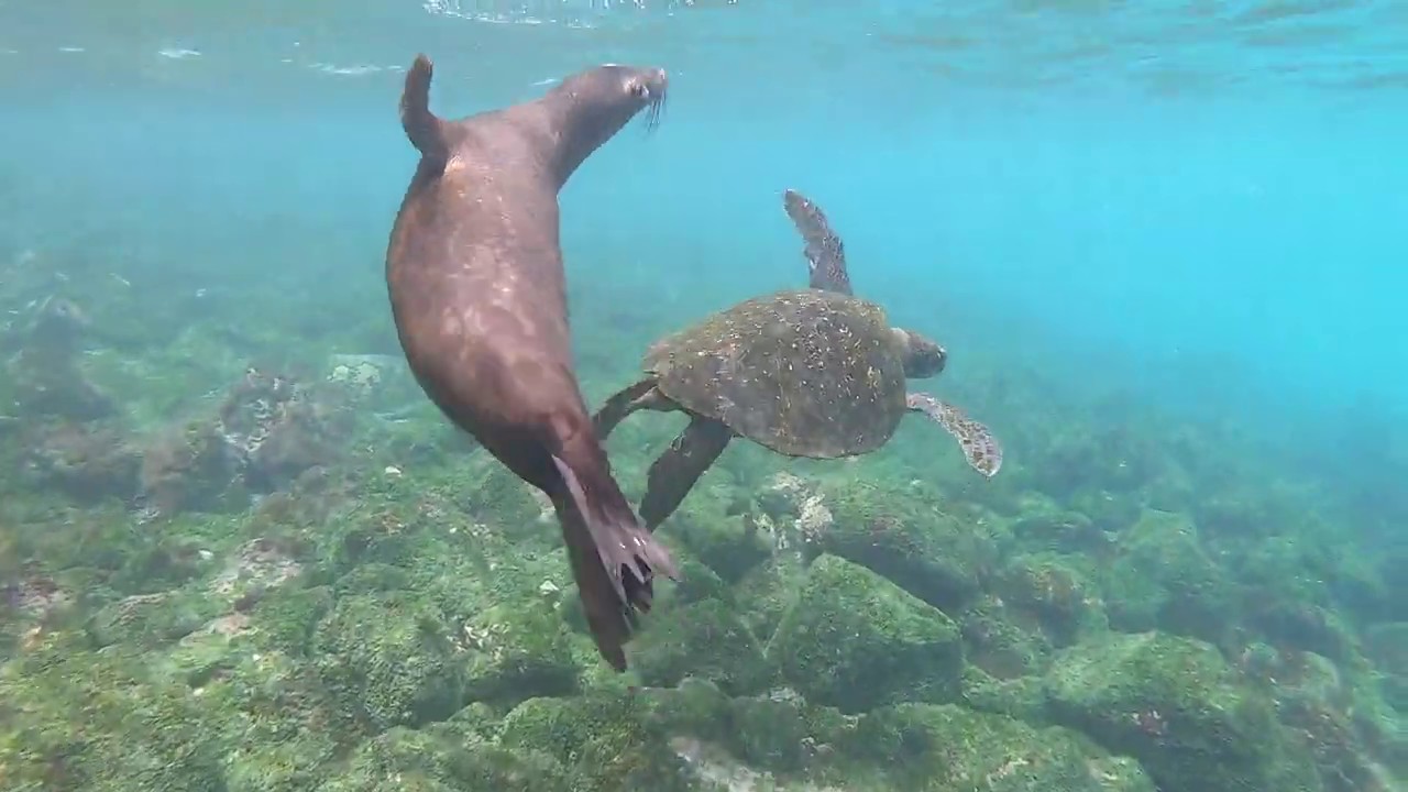 Diving in the Galapagos Islands YouTube