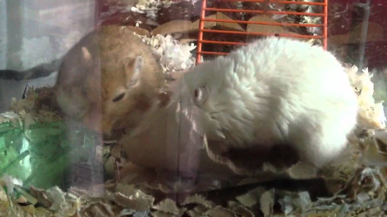 Gerbils Love The Toilet Roll Tube YouTube
