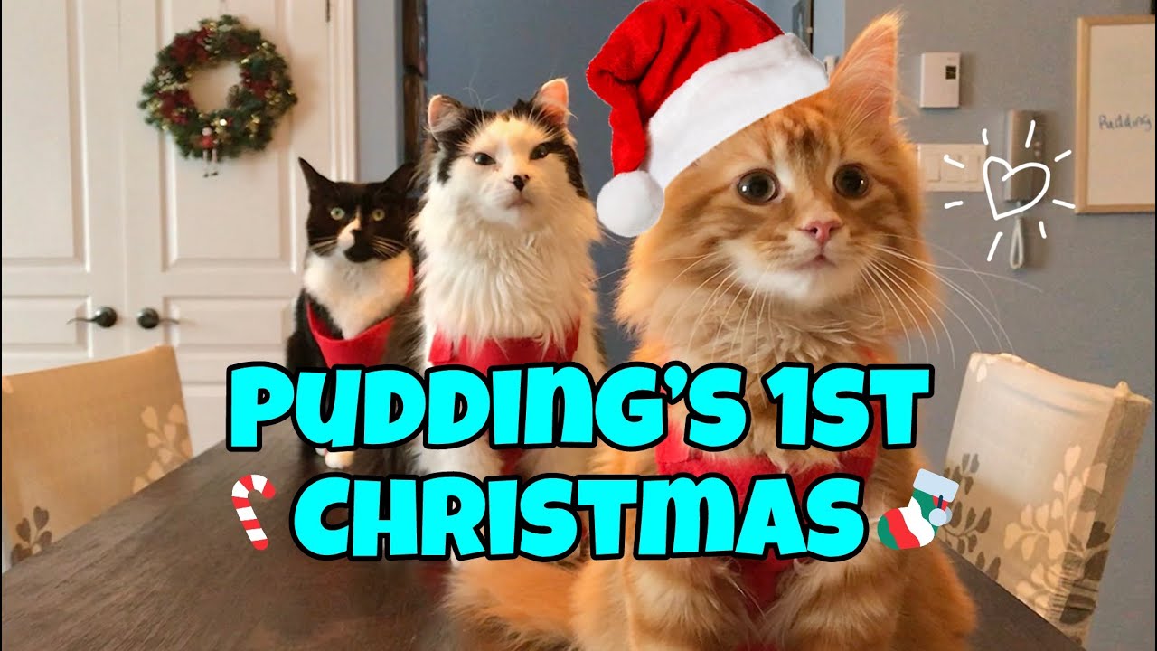 Кадры с первого Рождества Пудинга 🎄