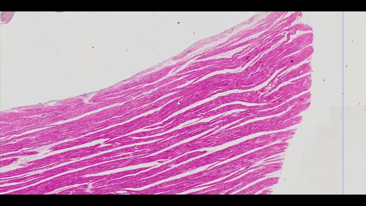 Myocardium (H&E Staining) - PUMS Histology Slides Review Series