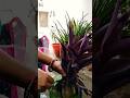 Purple Heart Plant Plants Houseplants Garden Indoorplants Vairalvideo Purple Heart Plant Plants Houseplants Garden Indoorplants Vairalvideo