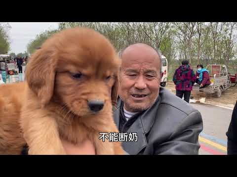 200帮粉丝选的这个金毛咋样