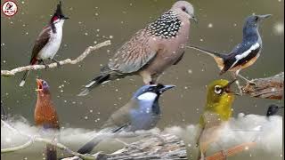 Tổng Hợp Tiếng Chim Mái Kích Trống HÓT NHÁO NHÀO ( chào mào mái, cu gáy.khướu, họa mi, khuyên,chòe )