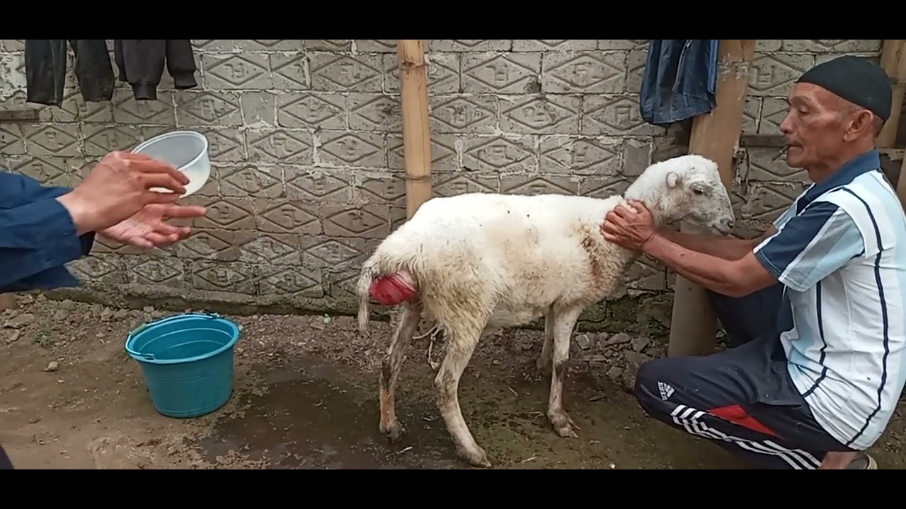 Cara menangani domba hamil yang mengalami prolapsus,atau broyongen,atan turunbro