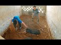 Cao thủ bắt lợn | Pig catching master