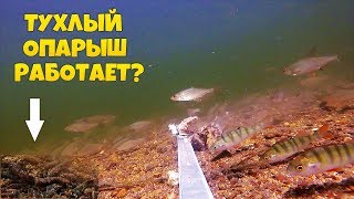 Реакция рыбы на тухлого опарыша / Подводные съемки рыбалка онлайн Реакция рыбы на тухлого опарыша / Подводные съемки рыбалка онлайн