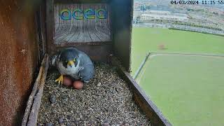 Peregrine Falcons.Alex and Amelia nest with four eggs.😍🥚4.03.24