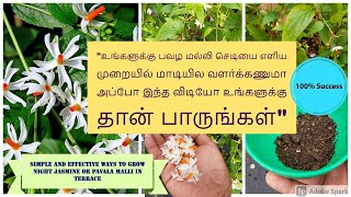 பவளமலல சடய மடயல வளரகக சல மககயமன Tips Grow Night Jasmine Pavalamalli In Pot .