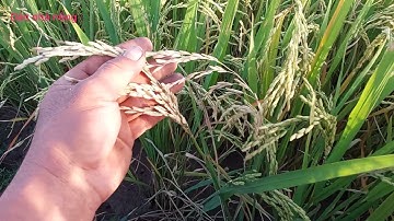 giống lúa  đài thơm 8 bị đạo ôn cổ Bông nặng nề nguyên nhân nào dẫn đến như vậy