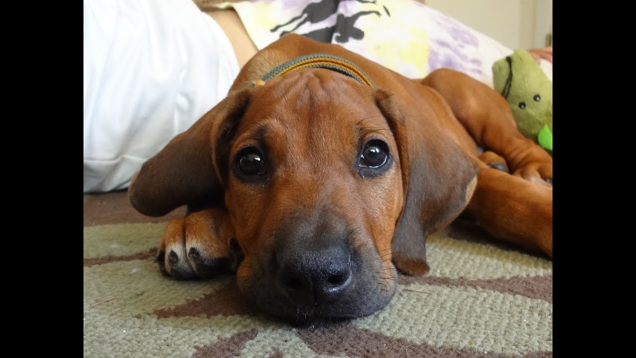 The adventures of Simba- the Rhodesian ridgeback puppy - YouTube