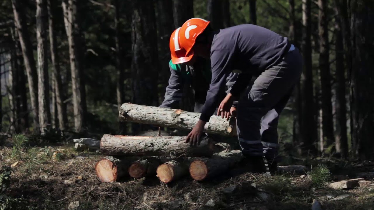 Mekanik mücadele Tuzak Odunu ve Tuzak Ağaçları Hazırlanması  OGM