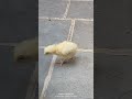 my chickens