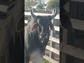 #youtubeviral #gado #agroemfocotvdigital #fazenda #pecuarista #agro #venturosa #pernambuco