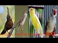 Full Masteran Kicau 4 Kombinasi Suara Burung Cililin Kenari Ciblek Kapas Tembak Masteranburung Omkicau(.mp3 .mp4) Mp3 - Mp4 Download