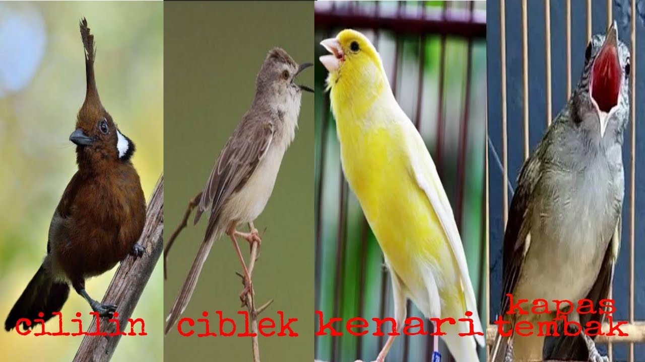 Full Masteran Kicau 4 Kombinasi Suara Burung Cililin Kenari Ciblek