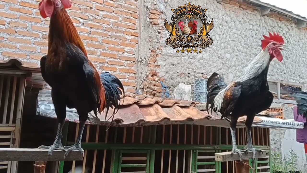 Ayam ketawa durasi (si baret rock)