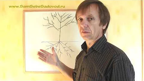 О соотношении корней и кроны дерева