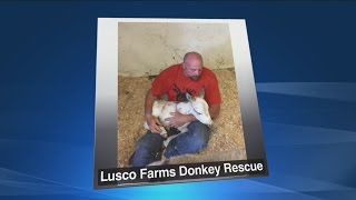 This Made Us Smile - Baby Donkey