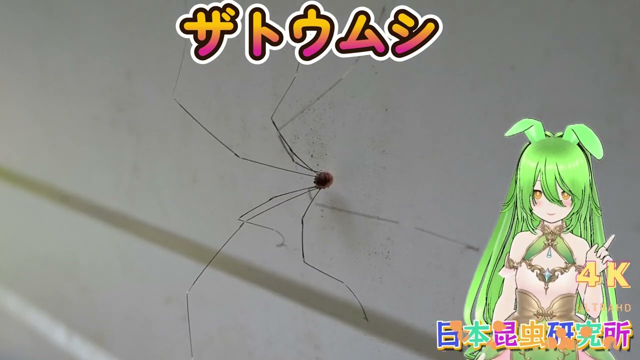 日本昆虫研究所】ザトウムシの謎に迫る！掃除屋としての重要な役割とは