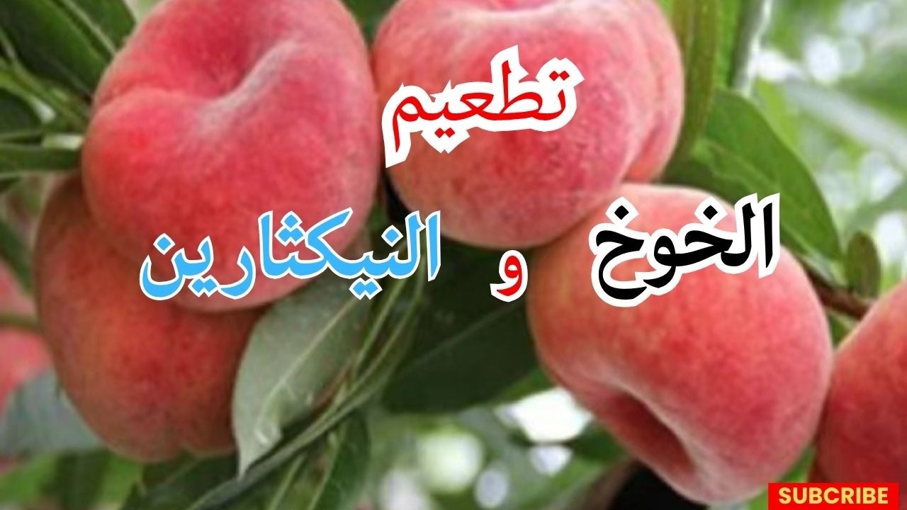 تطعيم شجرة خوخ مزرعة من البذور 🍑 | طريقة ناجحة لتحويل الخوخ إلى صنف ...