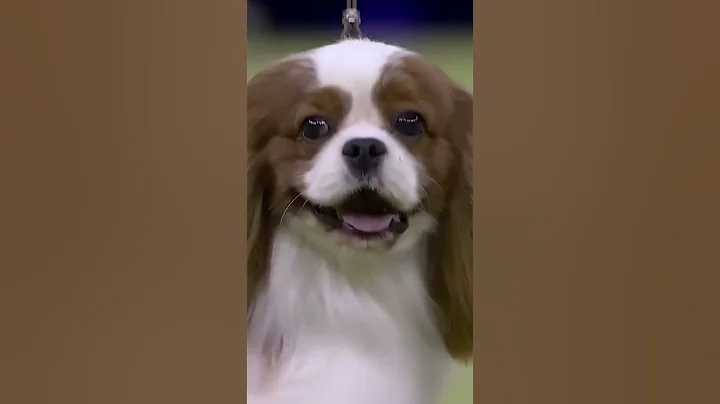 Royal charm, everyday love 👑 #cavalierkingcharlesspaniel