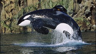 Keiko the Killer Whale