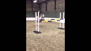 Sparkie jumping 1m20