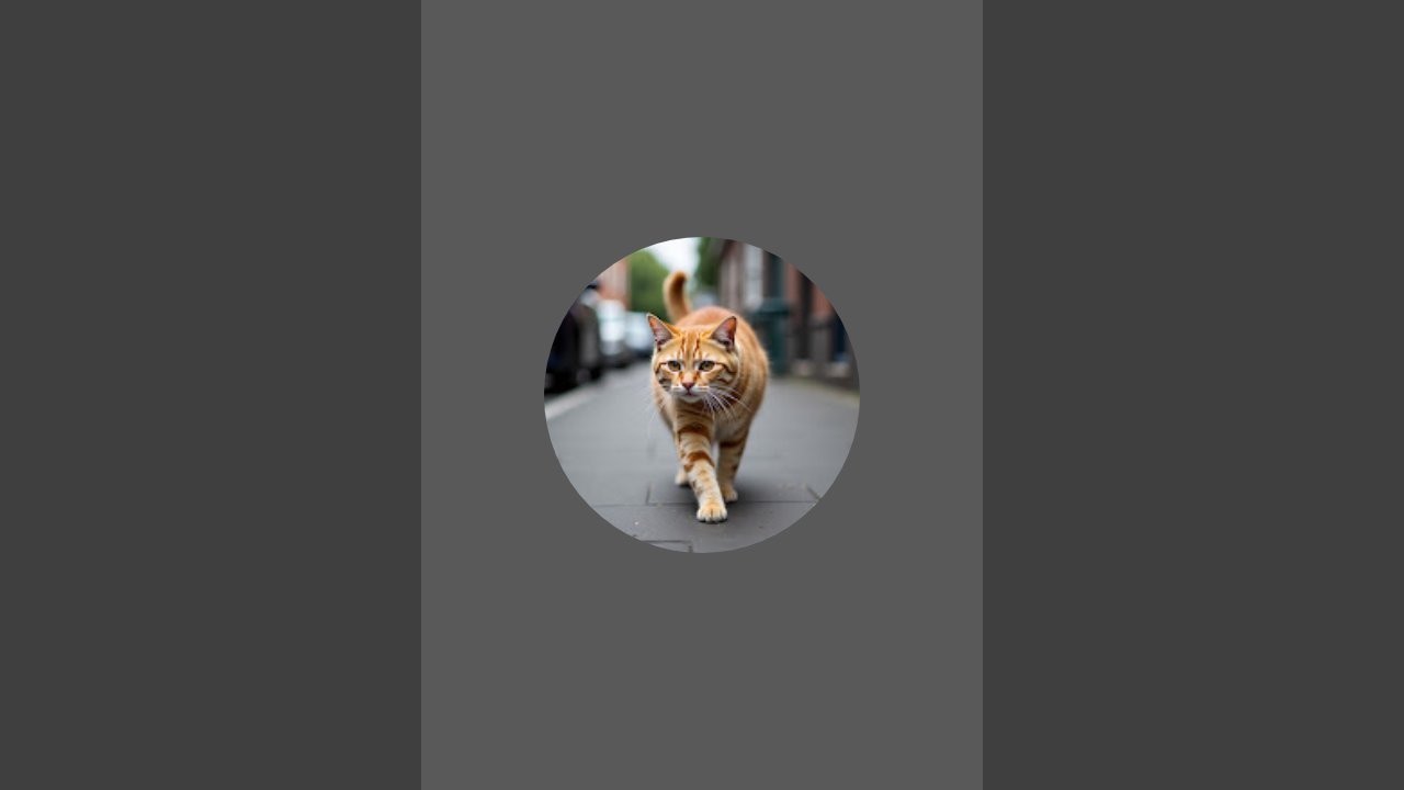 CatsКошки Собаки для души  в прямом эфире!