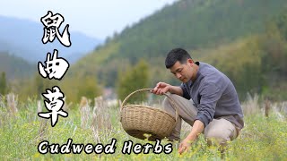 Potherbs in Spring--Cudweed Herbs,  Home Cooking in Childhood,  Nostalgia in Adulthood|鼠曲草（一）