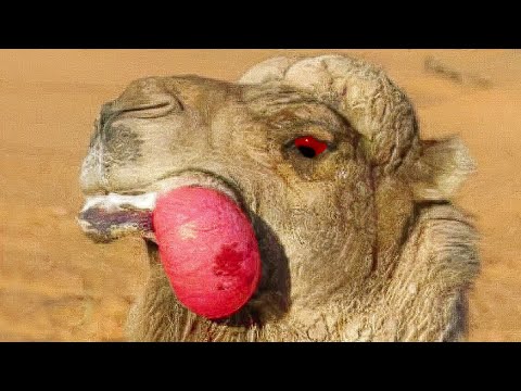 ভুল করেও এমন সময় উটের কাছে যাবেন না/Don&rsquo;t Touch a Camel Balls