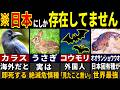 「日本以外で生きられません」実は日本にしか生息していないヤバい動物６選【ゆっくり解説】【海外の反応】