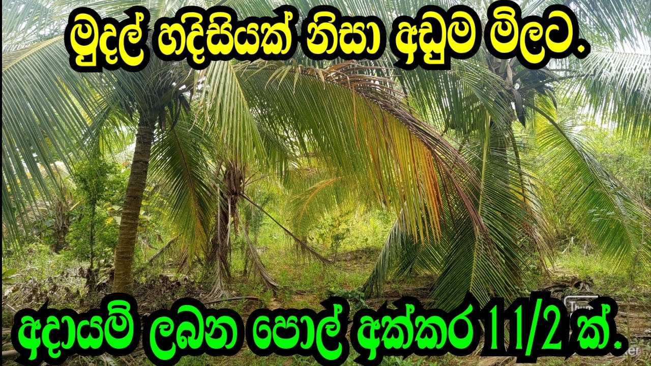 mudal hadisiyak nisa aduma milata pol akkara 1.1/2 k ./ Coconut land/Hambanthota Land/Mathara Land.