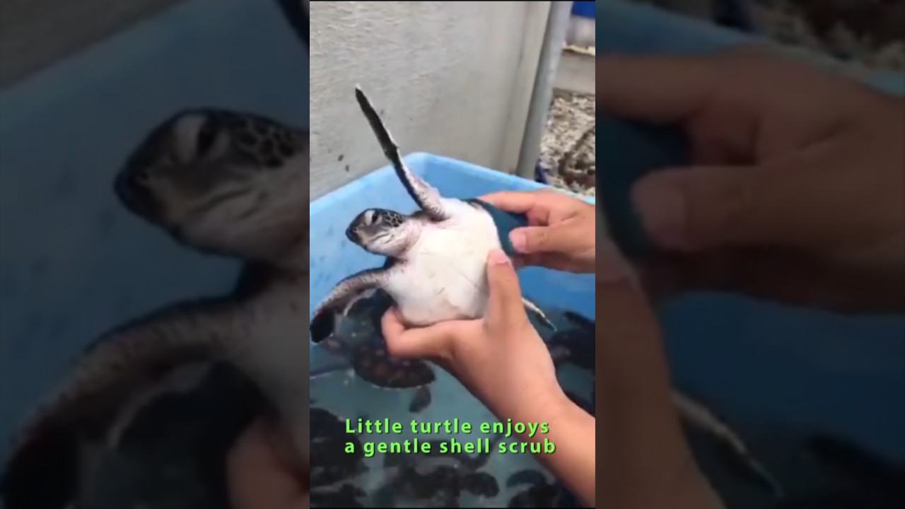 Little turtle enjoys a gentle shell scrub