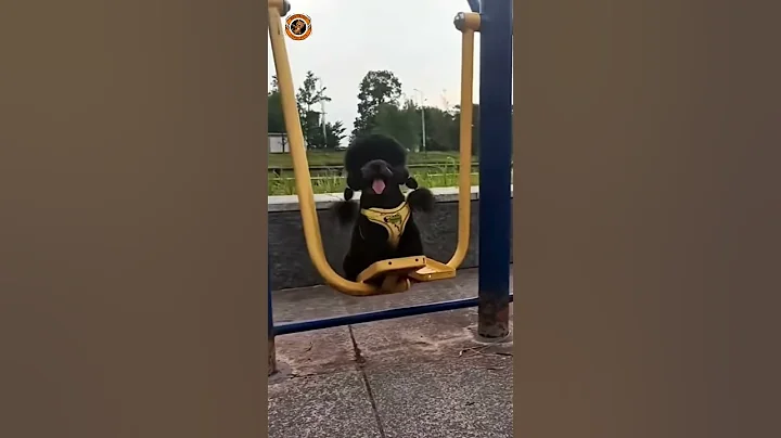 Video 7540161: pets dog catlover, cat fight, funniest cats