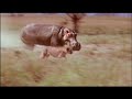 running hippo
