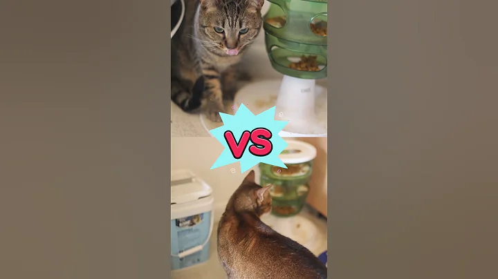 Video 11250541: bengal abyssinian, abyssinian mix, cute cat