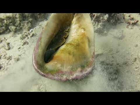 Finding the elusive Helmet Conch Shell
