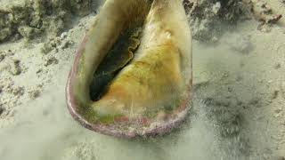 Finding the elusive Helmet Conch Shell
