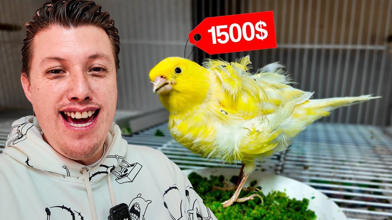 Importación de canarios EXOTICOS en aviario avecitas