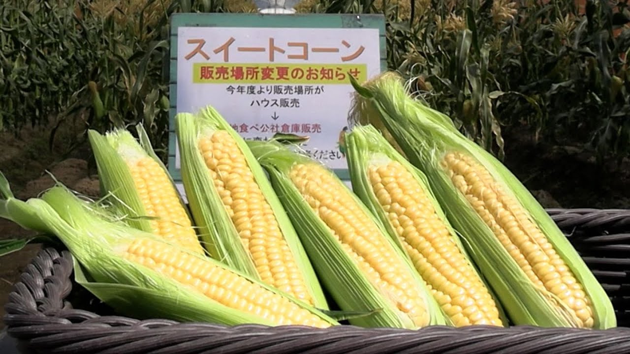 生でも食べられるスイートコーン「ゴールドラッシュ」が初出荷 片岡